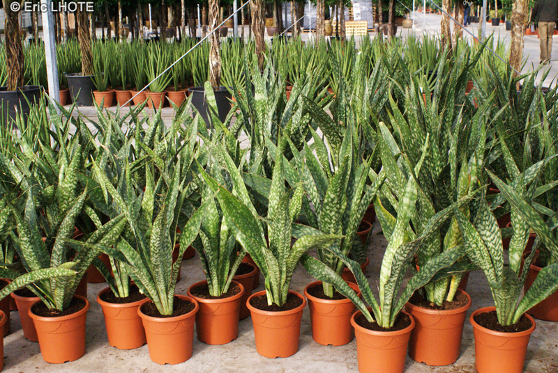 Asparagaceae - Sansevieria trifasciata - Sansevière