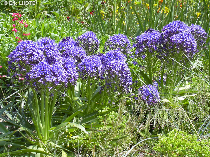  - Scilla peruviana - 