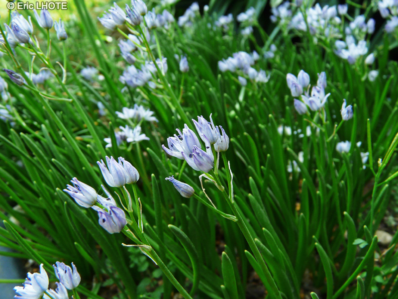Asparagaceae - Scilla verna - Scille printani&egrave;re