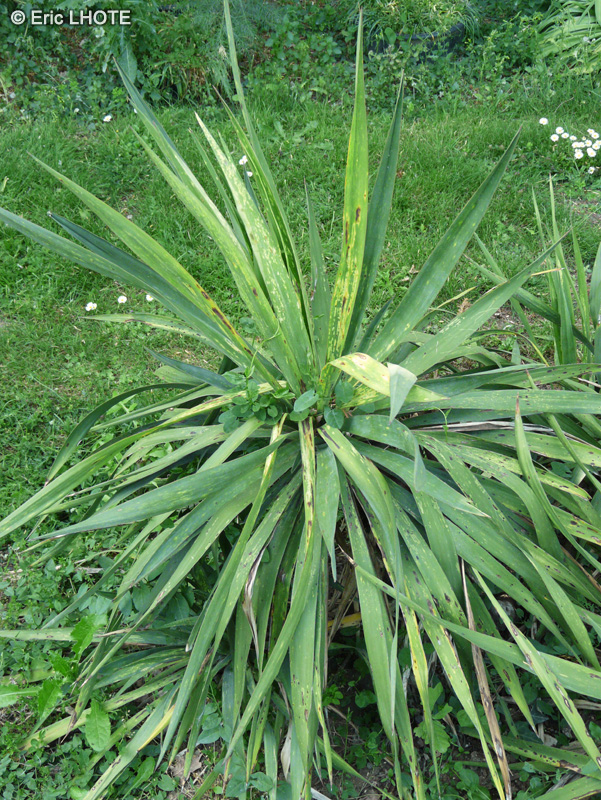 Asparagaceae - Yucca flexilis - Yucca