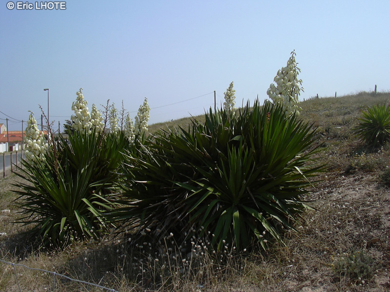  - Yucca gloriosa - 