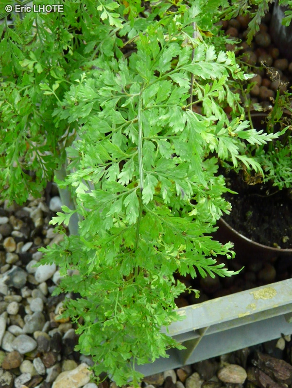 Aspleniaceae - Asplenium bulbiferum - Fougère