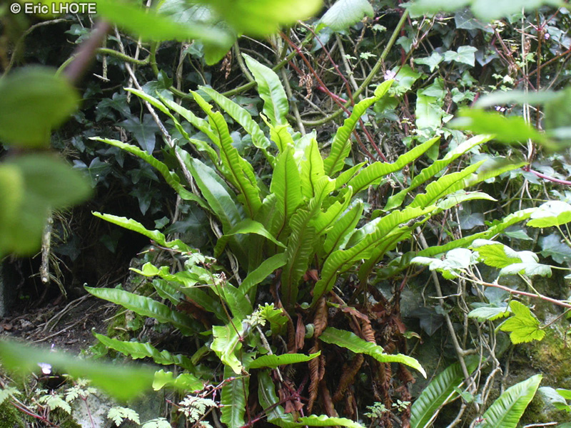  - Asplenium scolopendrium - 