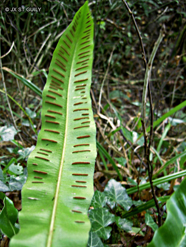  - Asplenium scolopendrium - 