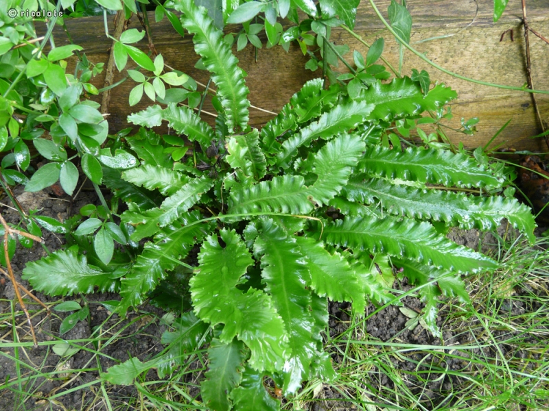 Aspleniaceae - Asplenium scolopendrium Angustifolia - Asplénium Scolopendre, Herbe hépatique, Herbe à la rate, Langue-de-boeuf, Langue-de-cerf