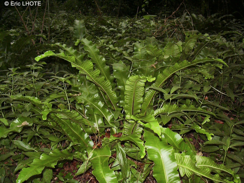 Aspleniaceae - Asplenium scolopendrium - Aspl&eacute;nium Scolopendre, Herbe h&eacute;patique, Herbe &agrave; la rate, Langue-de-boeuf, Langue-de-cerf