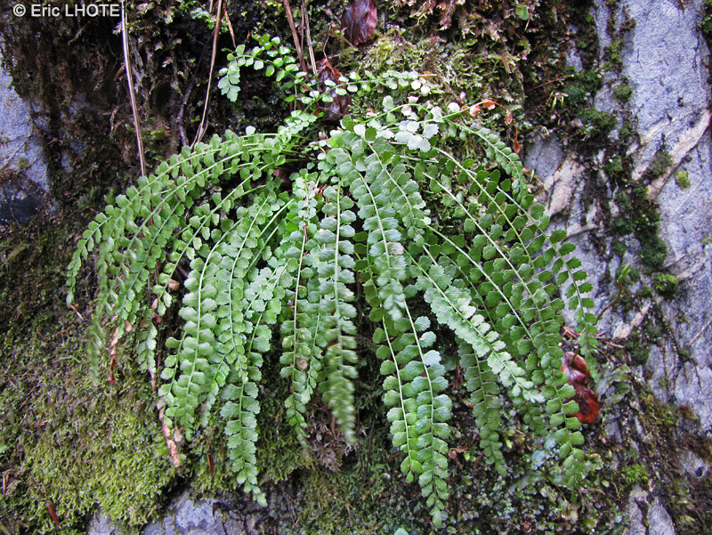 Aspleniaceae - Asplenium viride - Doradille verte, Aspl&eacute;nium vert