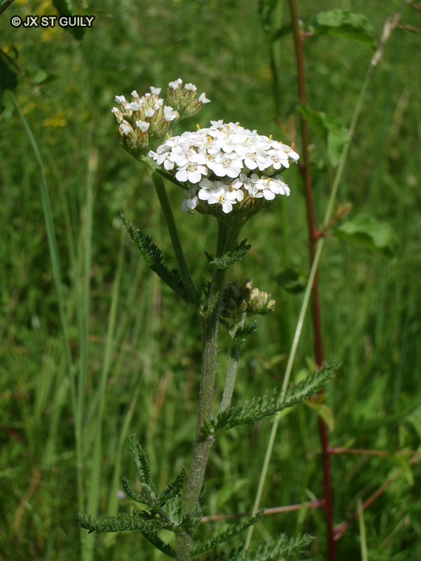 Asteraceae - Achilea millefolium - Achillée à mille feuilles