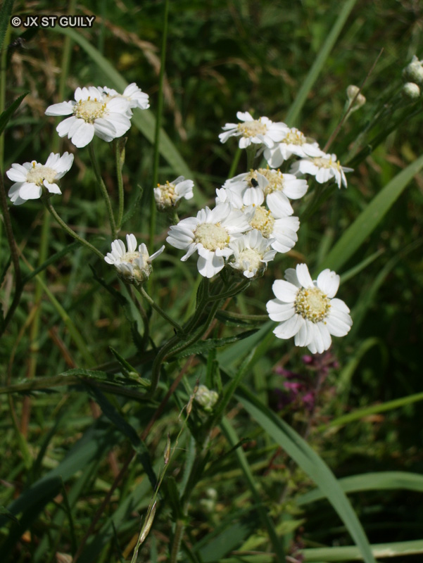 Asteraceae - Achilea ptarnica - Achillée ptarmique, Achillée sternutatoire