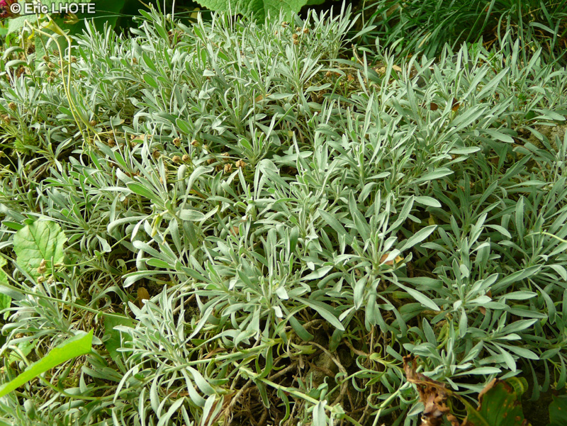  - Achillea ageratifolia - 