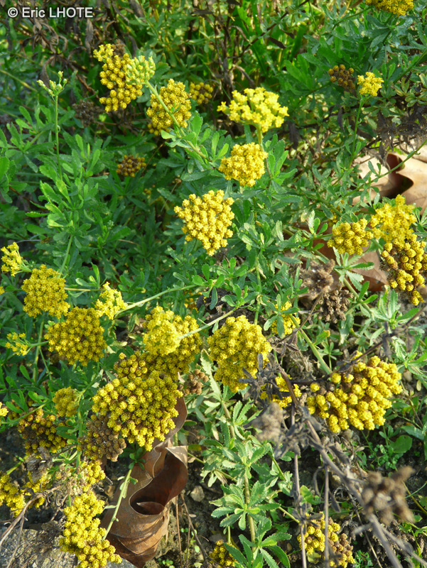  - Achillea ageratum, Achillea decolorans - 