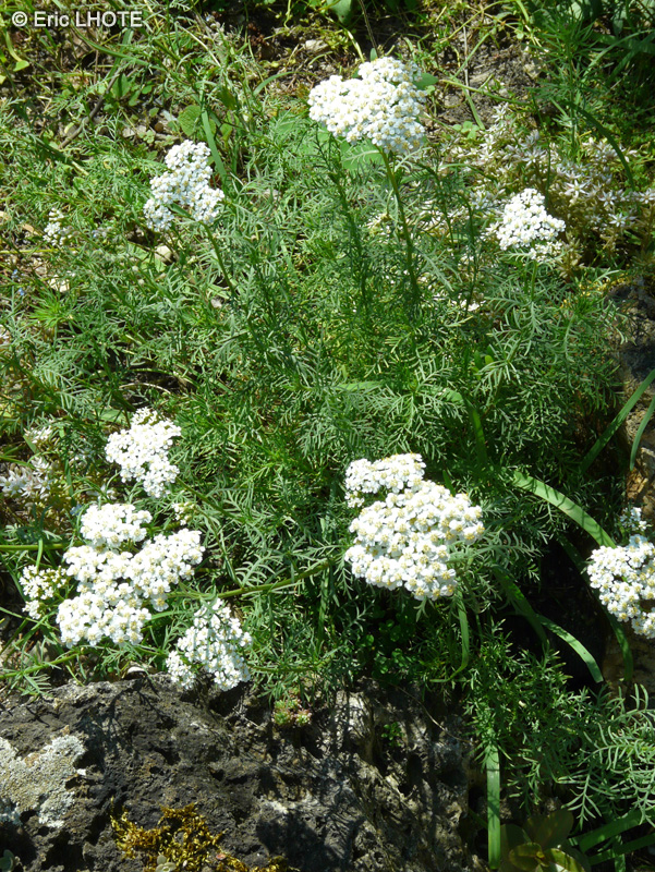  - Achillea chamaemelifolia - 