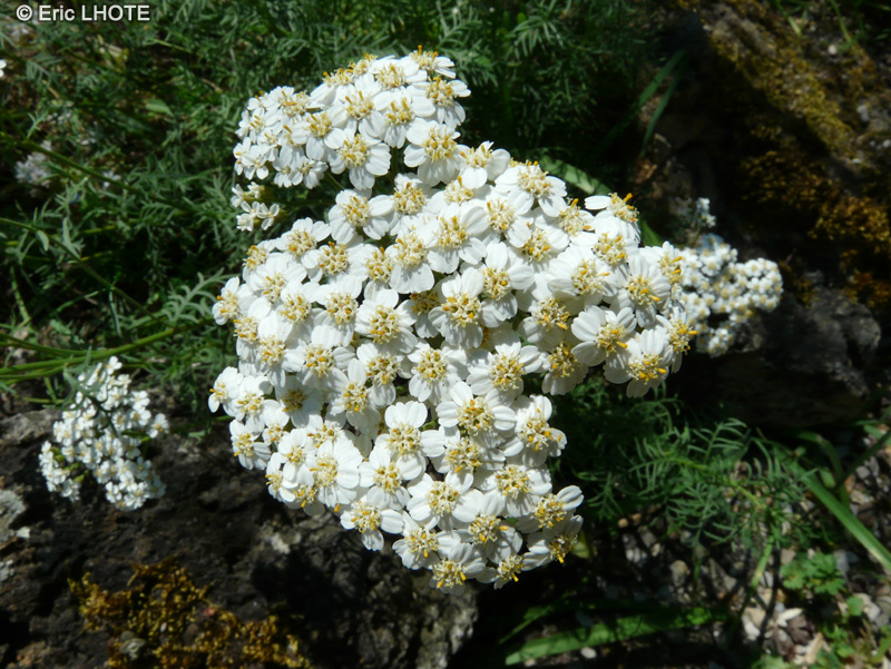 Asteraceae - Achillea chamaemelifolia - Achill&eacute;e &agrave; feuilles de Camomille
