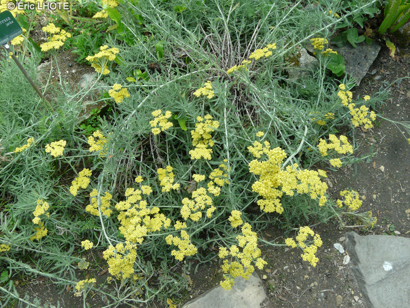 Asteraceae - Achillea depressa - Achillée