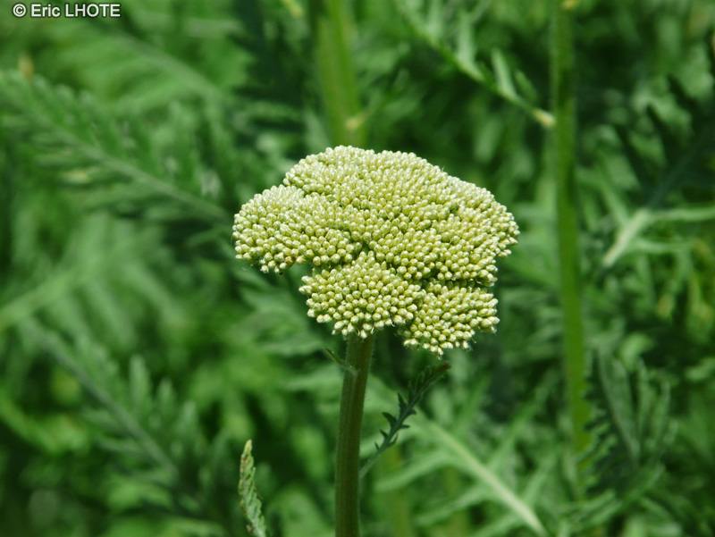  - Achillea filipendulina, Achillea eupatorium - 