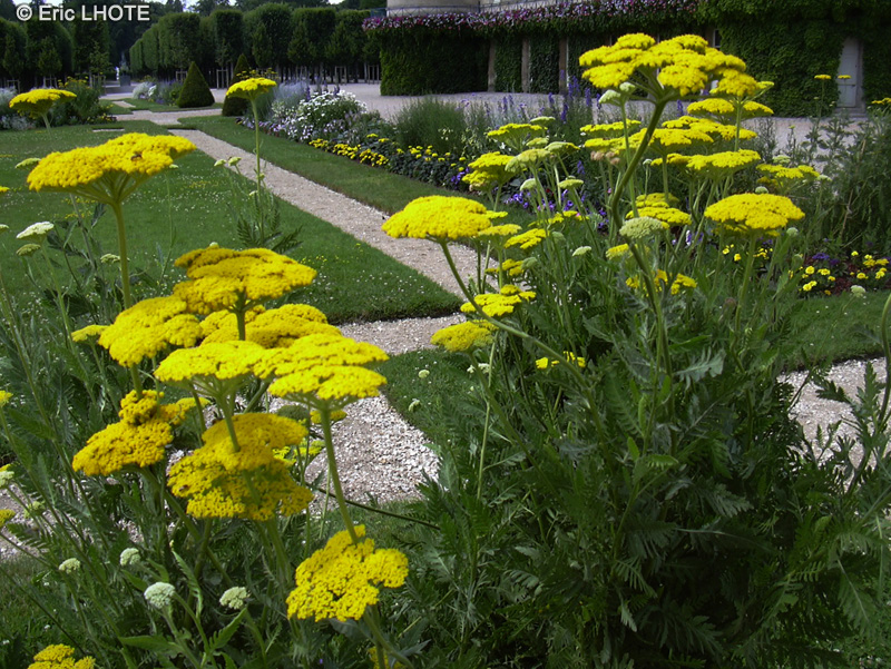 Asteraceae - Achillea filipendulina, Achillea eupatorium - Achill&eacute;e eupatoire, Herbe &agrave; dinde