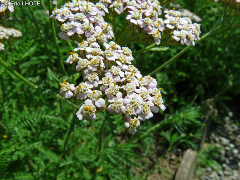  - Achillea ligustica - 