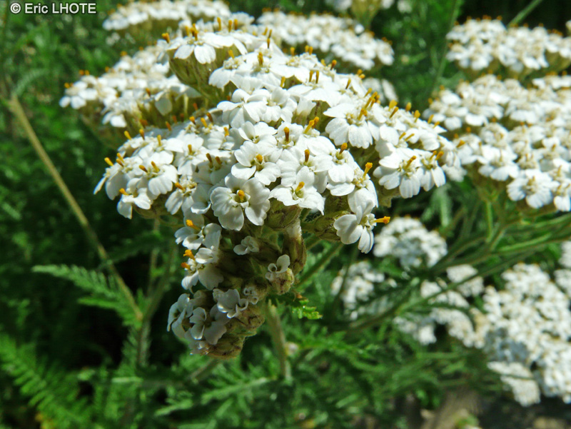  - Achillea ligustica - 