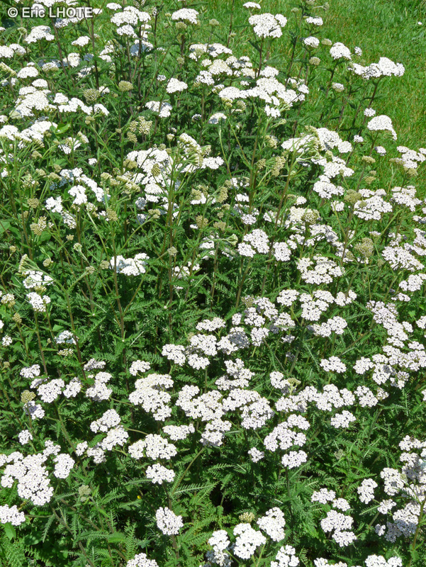 Asteraceae - Achillea ligustica - Achillée de Ligurie