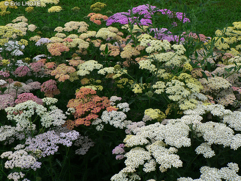 Asteraceae - Achillea millefolium - Achillée à mille feuilles