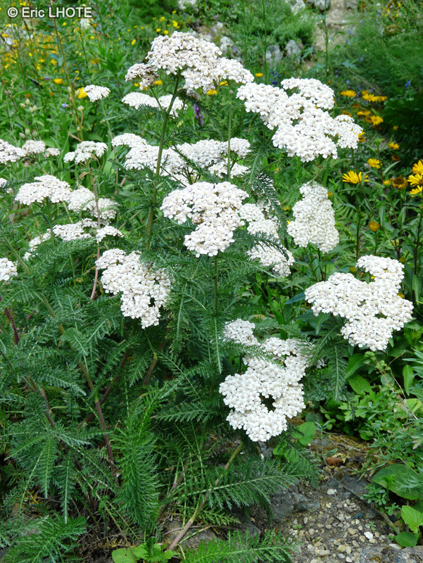  - Achillea millefolium subsp. alpestris - 