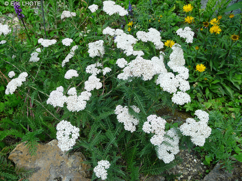 Asteraceae - Achillea millefolium subsp. alpestris - Achillée alpestre