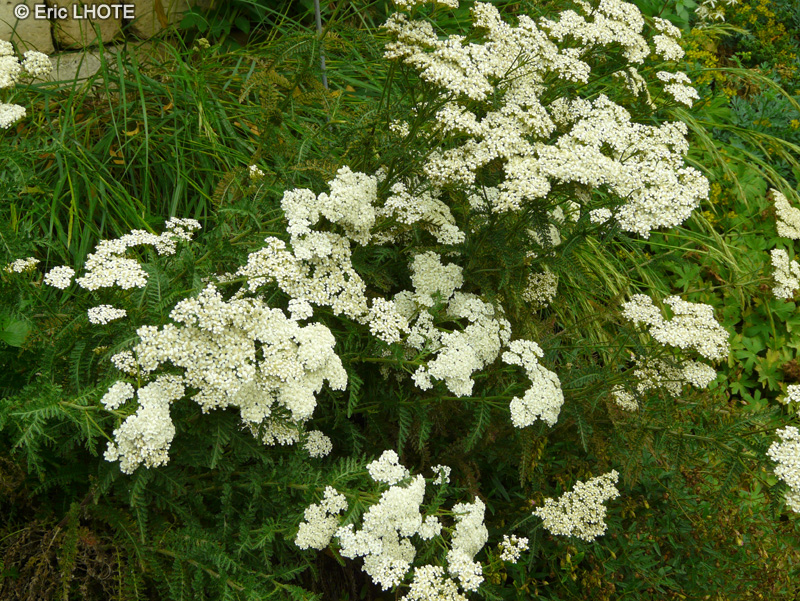 Asteraceae - Achillea odorata - Achillée odorante