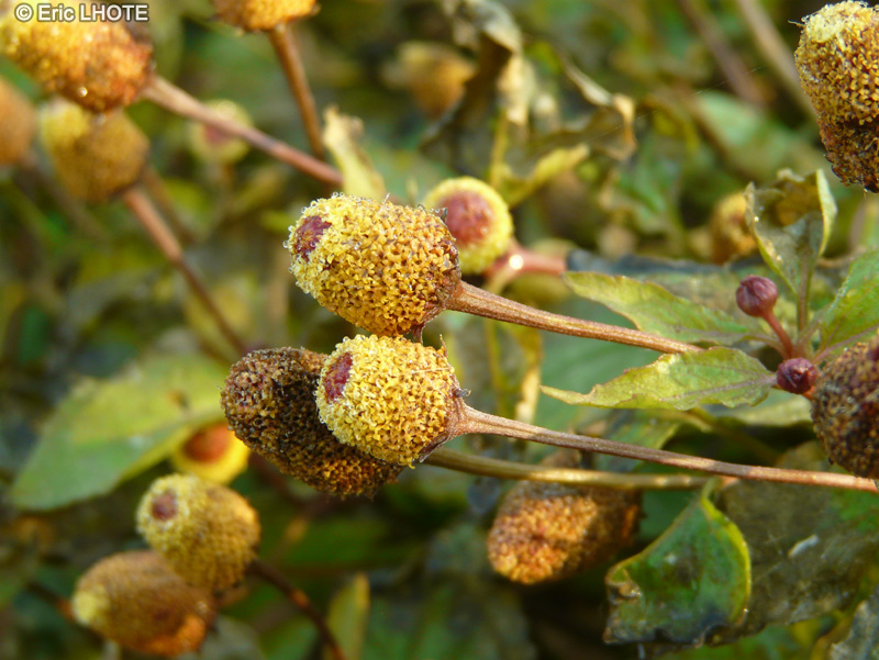  - Acmella oleracea, Spilanthes oleracea - 