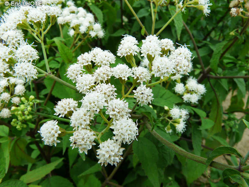  - Ageratina altissima, Eupatorium rugosum - 