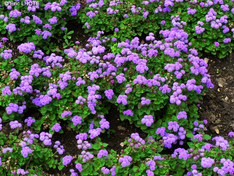 Asteraceae - Ageratum kinder Brucker - Ageratum, Ag&eacute;rate, C&eacute;lestine
