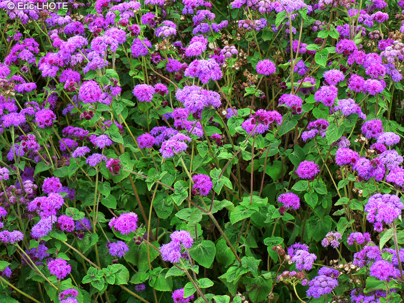 Asteraceae - Ageratum mexicanum - Ageratum, Agérate, Célestine