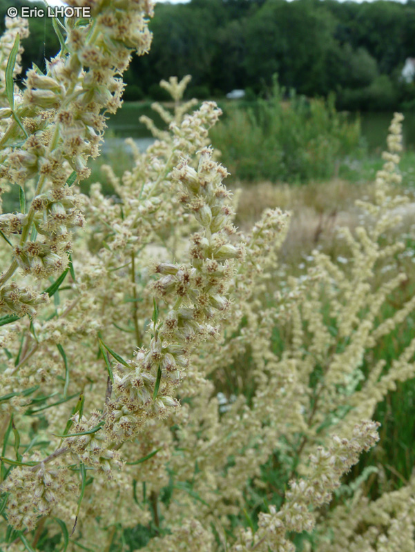  - Ambrosia artemisiifolia - 