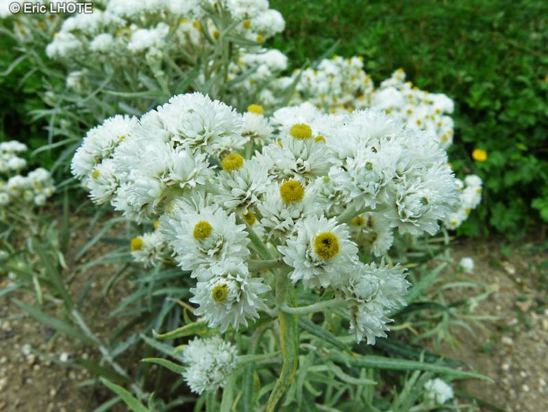  - Anaphalis margaritacea - 