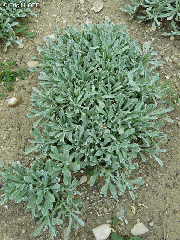 Asteraceae - Antennaria dioica - Pied de chat dioïque, Patte de chat dioïque