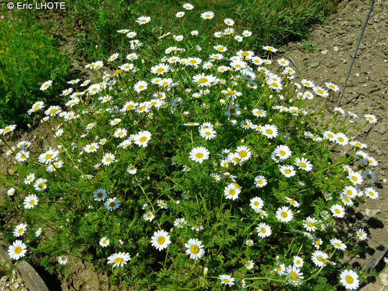  - Anthemis altissima, Cota altissima - 