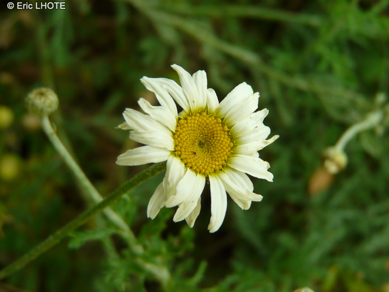  - Anthemis triumfetti - 