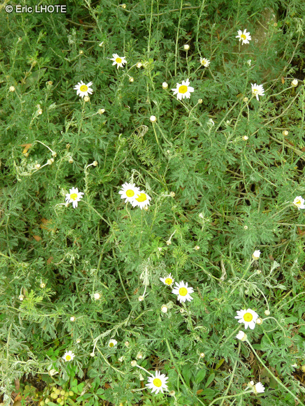 Asteraceae - Anthemis triumfetti - Camomille de Trionfetti