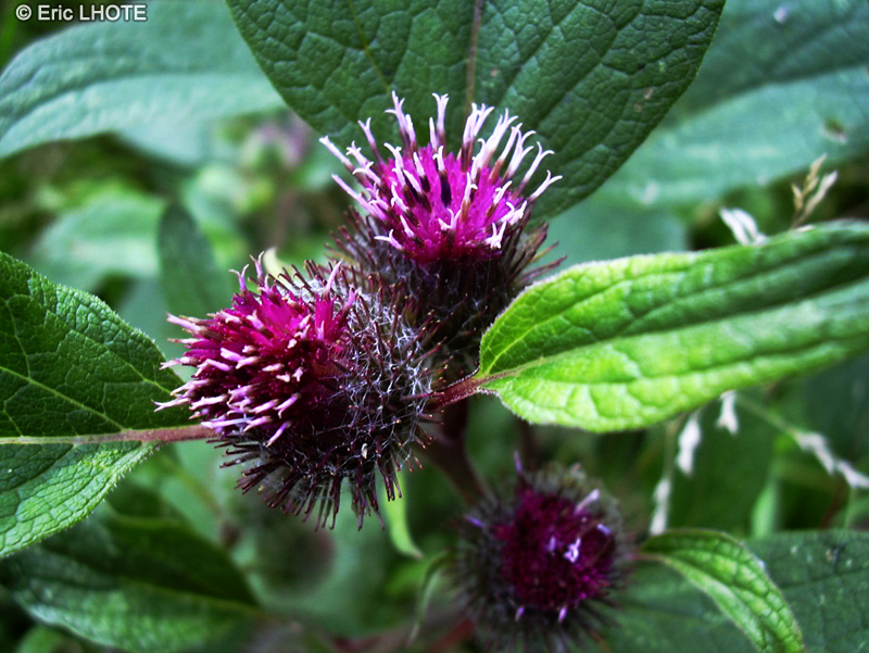  - Arctium tomentosum - 