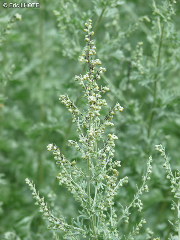  - Artemisia absynthium - 