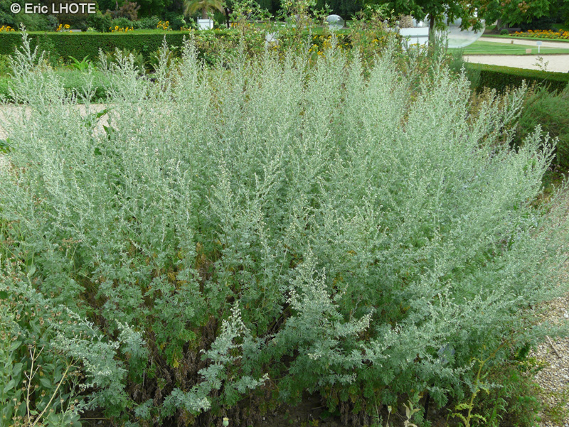  - Artemisia absynthium - 
