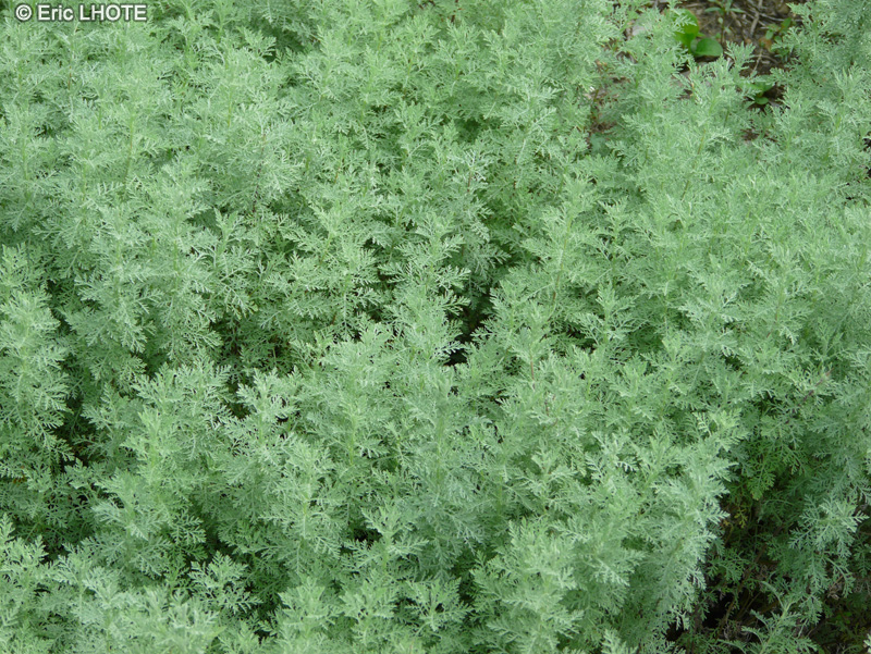  - Artemisia pontica - 