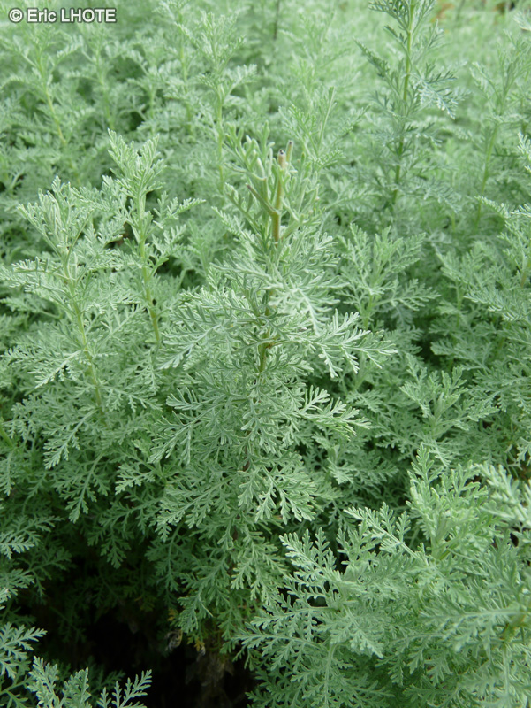  - Artemisia pontica - 
