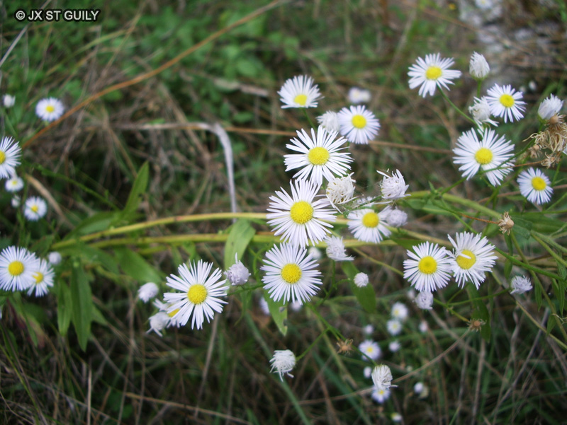 Asteraceae - Aster lanceolatus - Aster à feuilles lancéolées