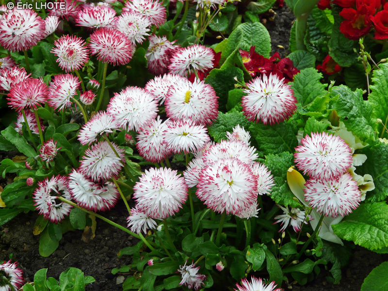 Asteraceae - Bellis Habanera - P&acirc;querette