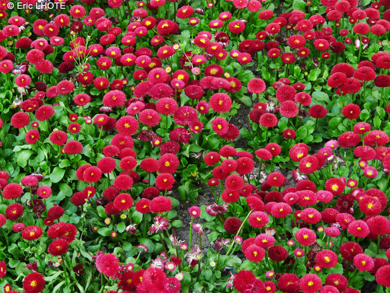 Asteraceae - Bellis perennis Carmine Rose - Pâquerette