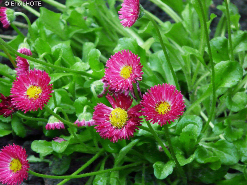 Asteraceae - Bellis perennis Roggli - Pâquerette