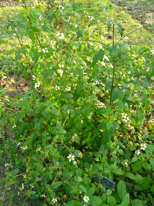  - Bidens pilosa - 