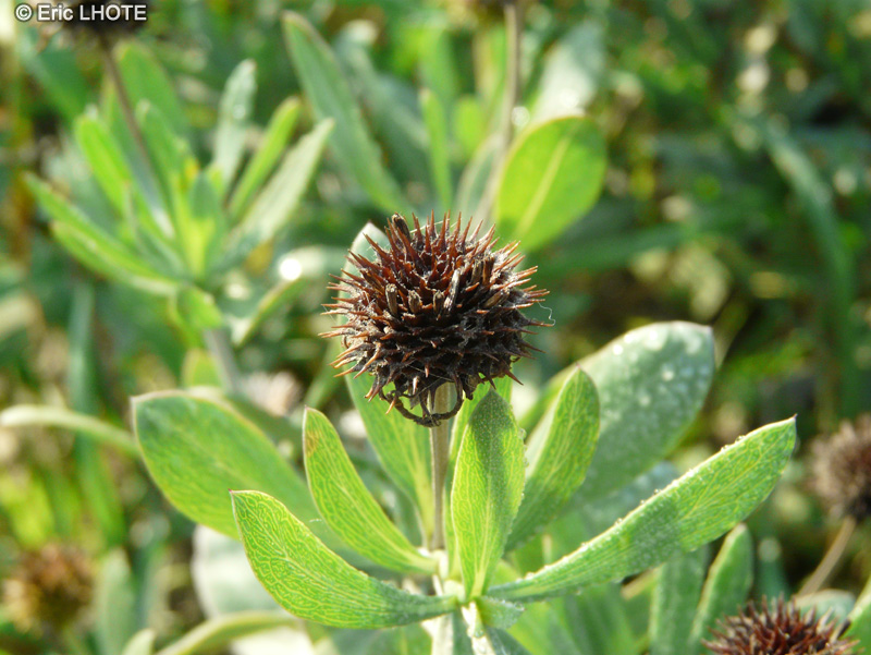  - Borrichia frutescens - 