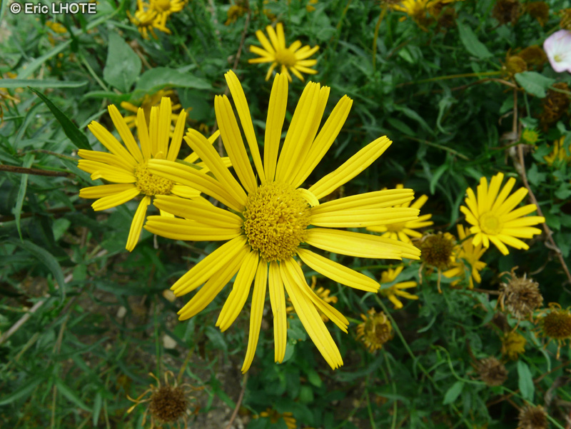  - Buphthalmum salicifolium - 