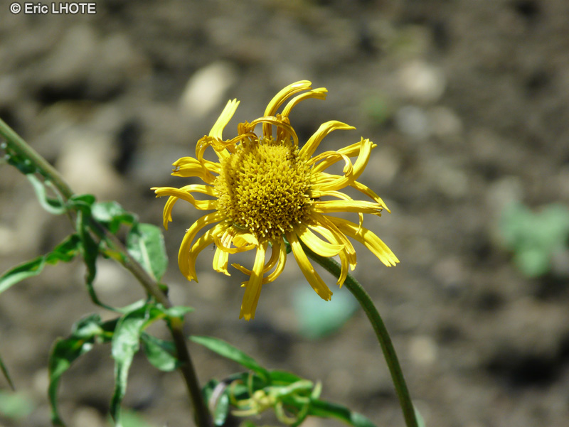 Asteraceae - Buphthalmum salicifolium - Buphtalme &agrave; feuilles de saule, Oeil de boeuf jaune